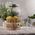 Excellent Houseware Ąsotis su kraneliu, 5,5 l () - 44806348