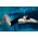 Shokz OpenSwim Pro Grey S711