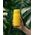 Butelka filtrująca Wessper B2 GLASS Actitex™ 500ml Yellow (WES270-500-YL_K)