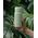 Butelka filtrująca Wessper B2 GLASS Actitex™ 700ml Mint (WES270-700-MT_K)