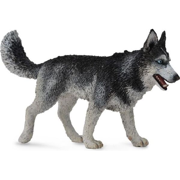 Figurka Collecta Pies rasy Syberian Husky (004-88707)