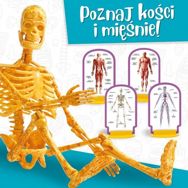 Lisciani Zestaw naukowy Im a Genius Poznaj ciało człowieka 12994504 8008324101474
