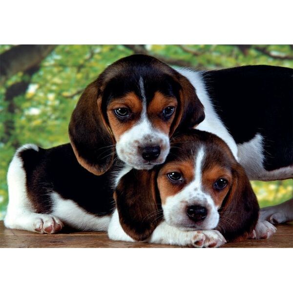 Clementoni Clementoni Puzzle 500el Compact Close together 35536 13276722 8005125355365