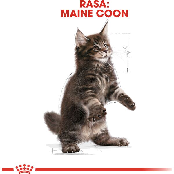 Royal Canin Maine Coon Kitten karma sucha dla kociąt, do 15 miesiąca, rasy maine coon 2kg