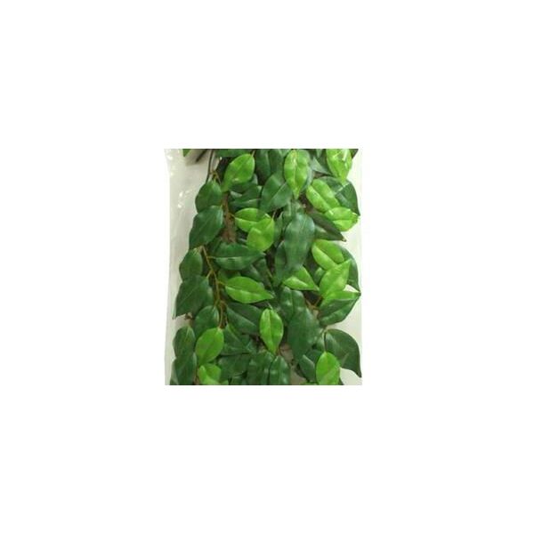 Hagen EXOTERRA ROŚLINA FICUS M