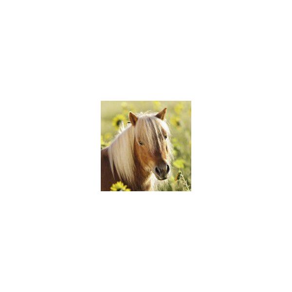 Ravensburger Puzzle 3x49 Kochane Konie (080113)