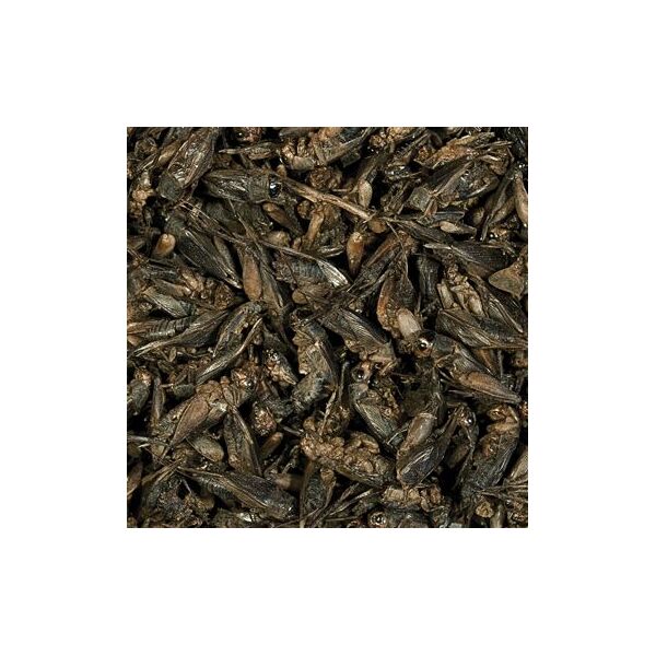 Tropical CRICKETS 100ML (29549)