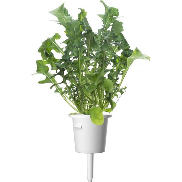 Click And Grow Refill rukola 3-pak