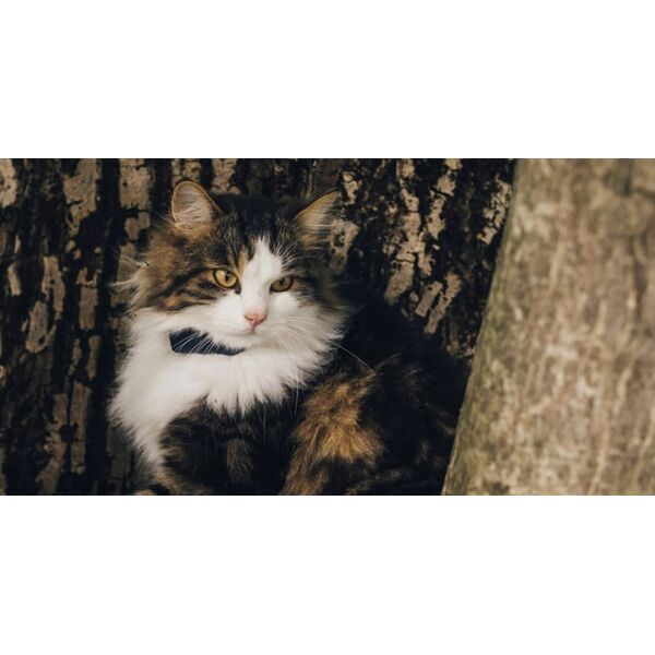 Tractive Tractive GPS CAT Mini - Dark Blue