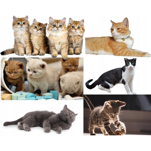 LUPI PETS Gattino Drapak 07 Pazur dąb lancelot