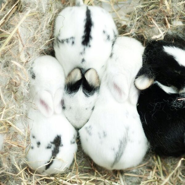Hi Little One Little One Pokarm dla świnki morskiej 400g