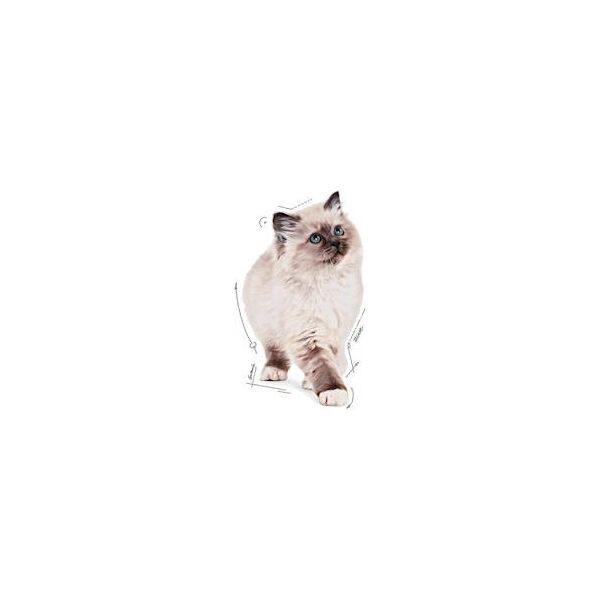 Royal Canin Kitten galaretka 85g