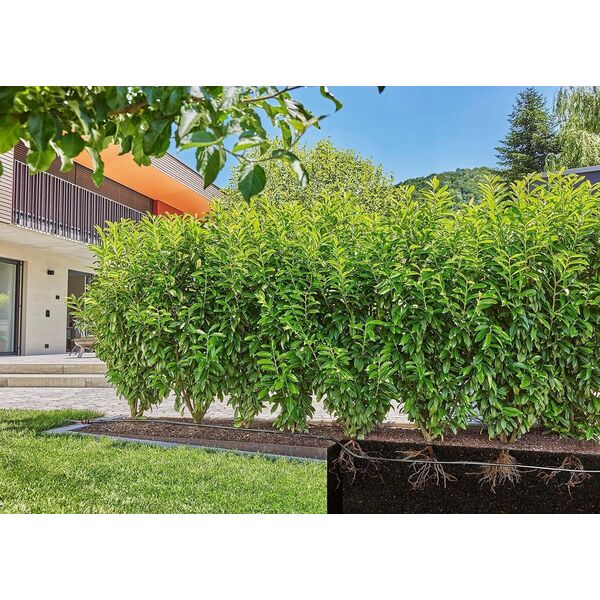 Gardena Gardena Micro-Drip-System drip irrigation hedges/bushes set, 50 meters, drippers (black, model 2023, above and below ground)