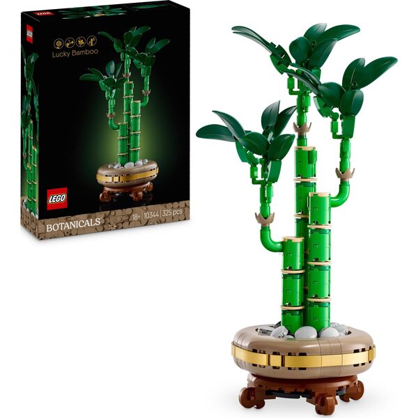 Botanicals Dracena sandera (10344)