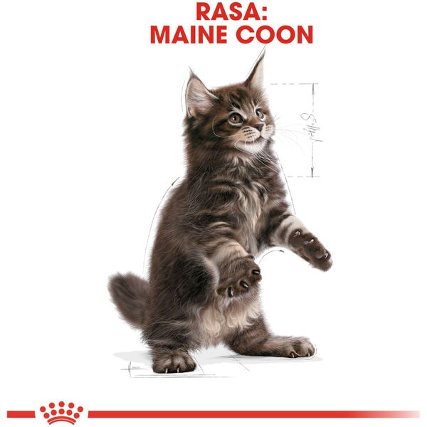 Royal Canin Maine Coon Kitten karma sucha dla kociąt, do 15 miesiąca, rasy maine coon 0.4kg