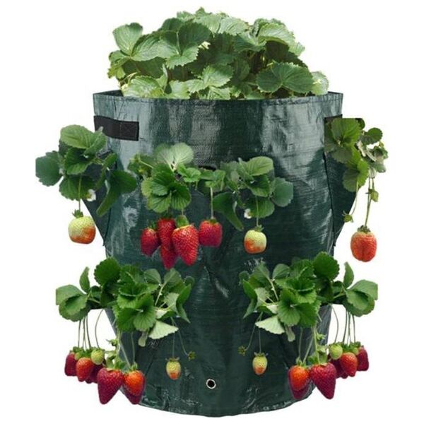 CreativeHome TORBA DO SADZENIA I UPRAWY TRUSKAWEK 17cm