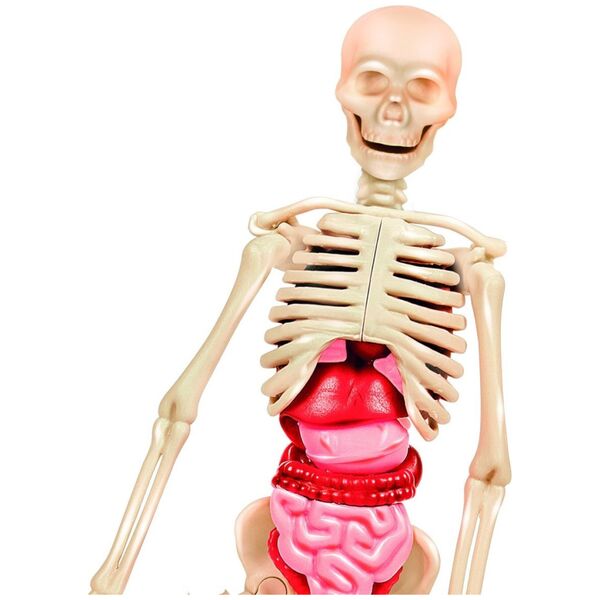 Clementoni Edukacinis žaidimas Clementoni Human Body Mini 14173989 8005125508242