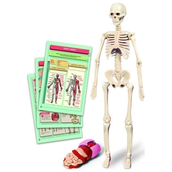 Clementoni Edukacinis žaidimas Clementoni Human Body Mini 14173989 8005125508242