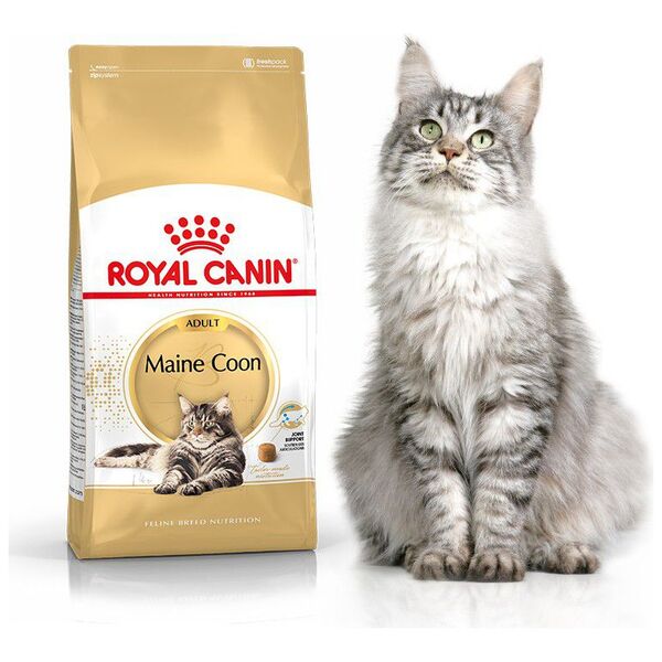 Royal Canin Maine Coon Adult karma sucha dla kotów dorosłych rasy maine coon 2 kg