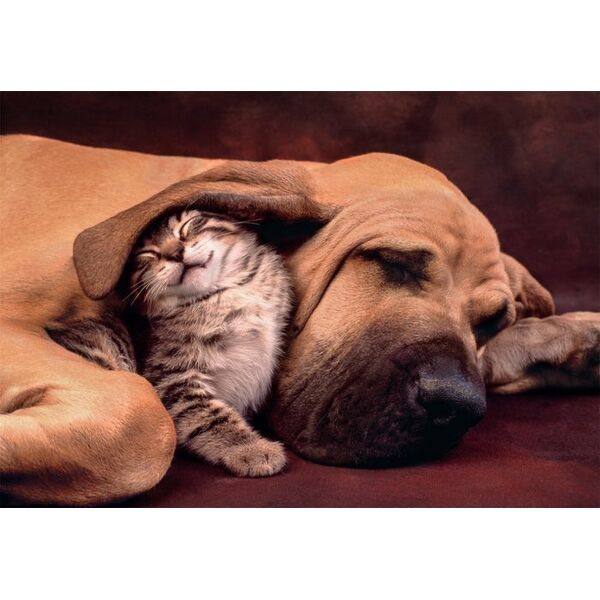 CLE puzzle 500 Compact Cuddles 35583