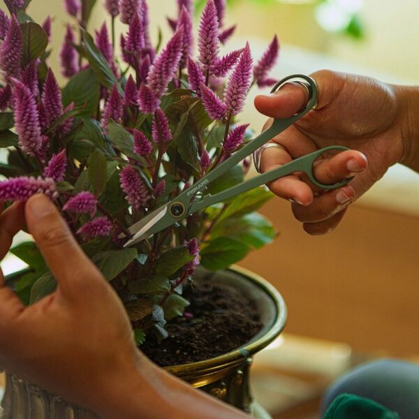 Plant care set (precision trimmer + case)