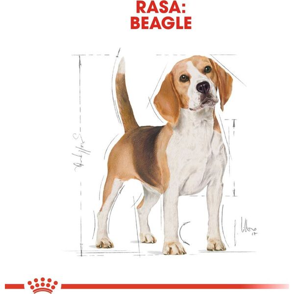 Royal Canin Beagle Adult karma sucha dla psów dorosłych rasy beagle 3 kg