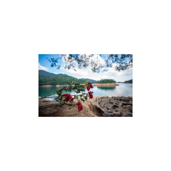 Φακός Venus Optics Laowa 10 mm f/4,0 Cookie για Nikon Z