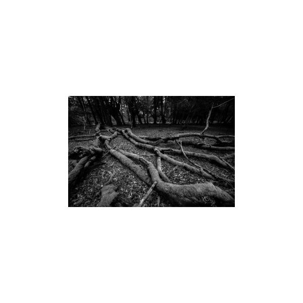 Φακός Venus Optics Laowa CF 8-16 mm f/3,5-5 C-Dreamer για Sony E