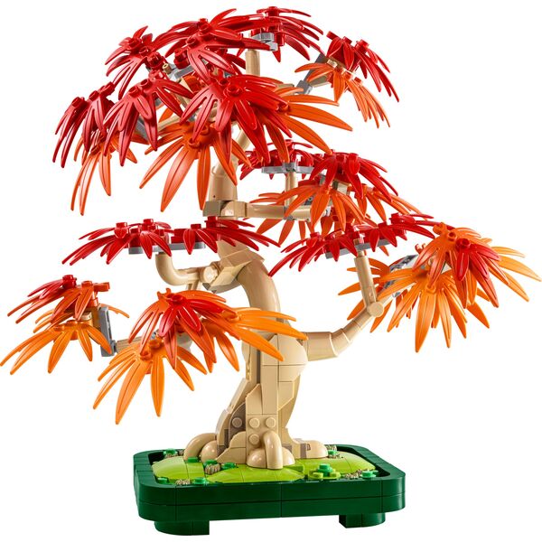Botanicals Klon palmowy bonsai (10348)