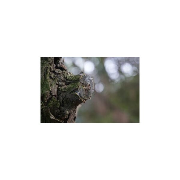 Obiektyw Laowa 100 mm f/2,8 Tilt-Shift 1x Macro do Canon RF