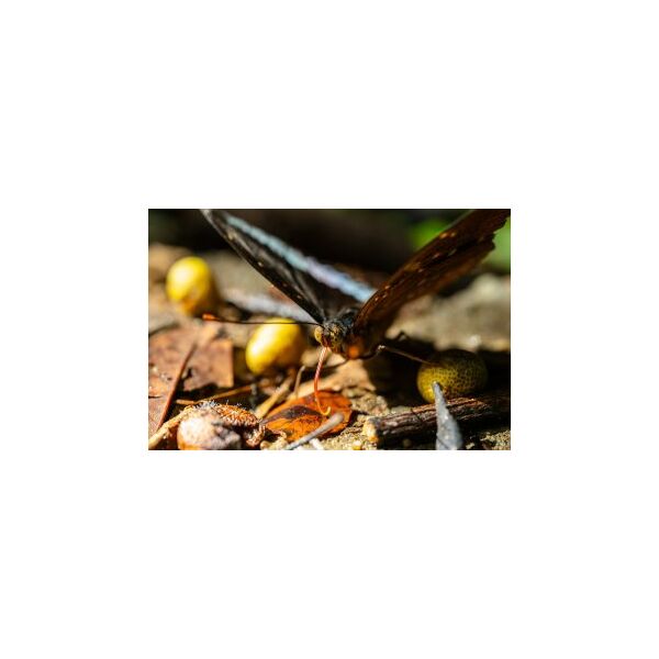 Obiektyw Laowa 55 mm f/2,8 Tilt-Shift 1x Macro do Canon RF