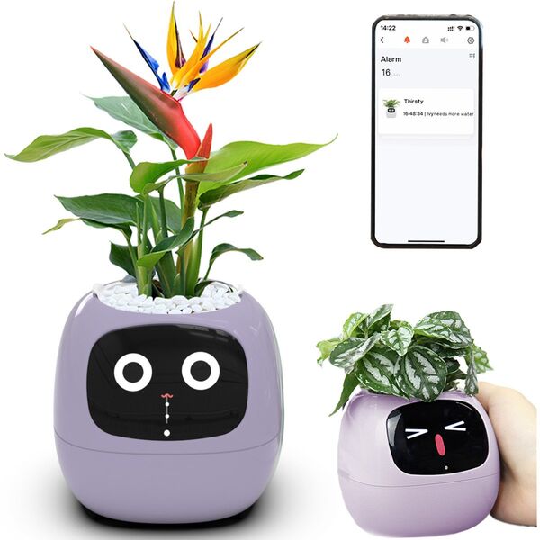 PlantsIO Κισσός Fioletowa
