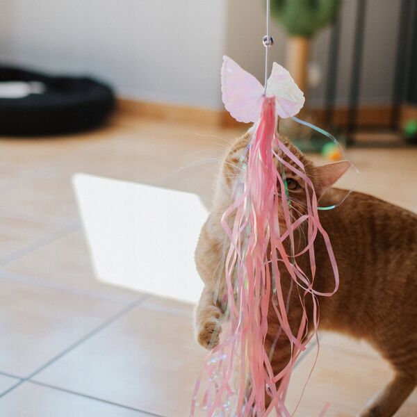 DINGO ΚΑΛΑΜΙ ΓΙΑ ΓΑΤΑ "BUTTERFLY"