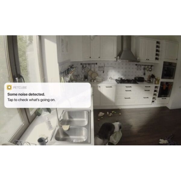 Petcube Cam | Κάμερα παρακολούθησης κατοικιδίων | WiFi, 1080p